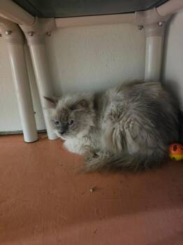 Snickers -  Ragdoll Cat for Adoption in Plymouth, Connecticut - Snickers | PetCurious
