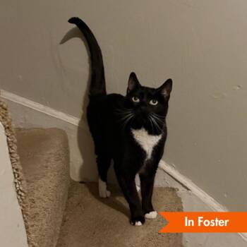 Lady Winston Peppercorn -  Domestic Short Hair Cat for Adoption in Baltimore, Maryland - Lady Winston Peppercorn | PetCurious