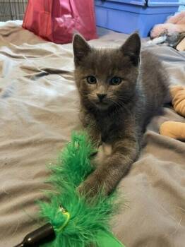 Domestic Short Hair Cats Available for Adoption in Fort Collins, Colorado - Hoka Cielo | PetCurious
