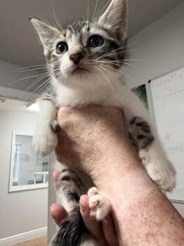 Bull -  Domestic Short Hair Cat for Adoption in Bolivar, Missouri - Bull | PetCurious