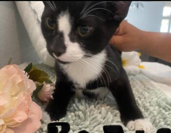 Rescue Domestic Short Hair Cats for Adoption in Huntington Beach, California - Boris | PetCurious