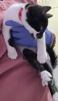 Millie -  Domestic Short Hair Cat for Adoption in Eugene, Oregon - Millie | PetCurious