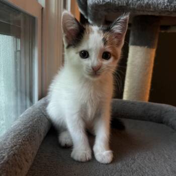 Muffin -  Domestic Short Hair Cat for Adoption in Victor, New York - Muffin | PetCurious