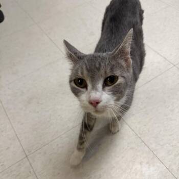 Domestic Short Hair Cats Available for Adoption in Milford, Iowa - Kiwi | PetCurious