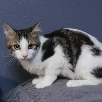 Swan -  Domestic Medium Hair Cat for Adoption in Lakeland, Florida - Swan | PetCurious