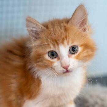 Fanta -  Domestic Long Hair Cat for Adoption in Durango, Colorado - Fanta | PetCurious