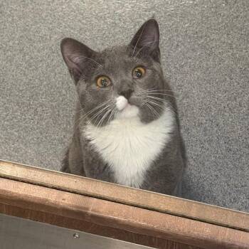 Domestic Short Hair Cats Available for Adoption in Fort Collins, Colorado - Elbow | PetCurious