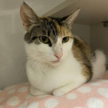 Casey (queen) -  Domestic Short Hair Cat for Adoption in Redwood City, California - Casey (queen) | PetCurious
