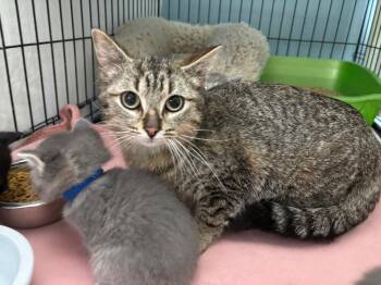Domestic Short Hair Cats Available for Adoption in Wabash, Indiana - Alex | PetCurious