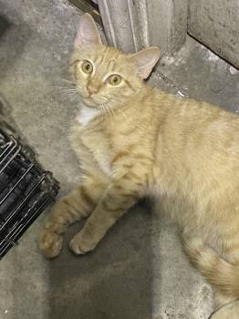 Jack -  Domestic Short Hair Cat for Adoption in Drasco, Arkansas - Jack | PetCurious
