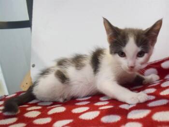 OSCAR -  Domestic Short Hair Cat Available for Adoption in Sacramento, California - OSCAR | PetCurious