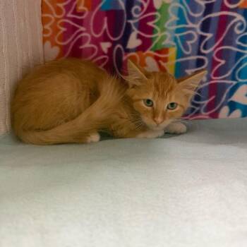 Rhubarb -  Domestic Short Hair Cat for Adoption - Rhubarb | PetCurious