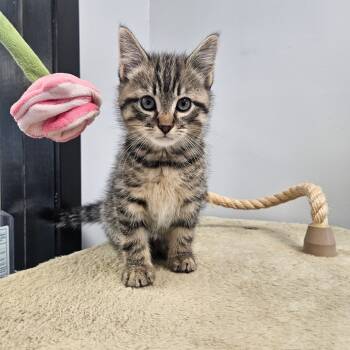 Rescue Domestic Short Hair Cats for Adoption in Watertown, New York - Theodore | PetCurious