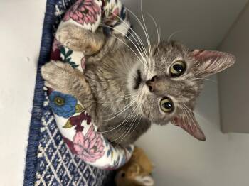 Rescue Domestic Short Hair Cats for Adoption in Clifton, New Jersey - Cora | PetCurious