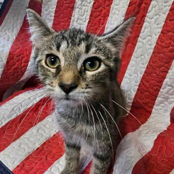 Shiloh -  Domestic Short Hair Cat for Adoption in Columbus, North Carolina - Shiloh | PetCurious