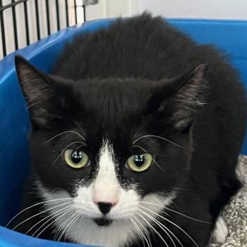 Domestic Short Hair Cats Available for Adoption - Anna Banana | PetCurious