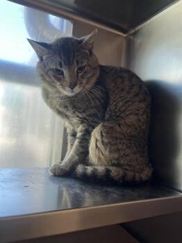 KATZE -  Domestic Short Hair Cat for Adoption in Boston, Massachusetts - KATZE | PetCurious