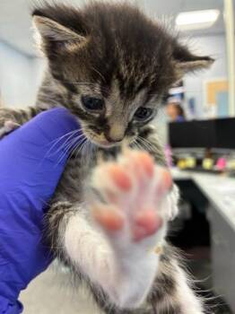 SOCKS -  Domestic Short Hair Cat for Adoption in Palmetto, Florida - SOCKS | PetCurious