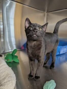 Tortiere -  Domestic Short Hair Cat for Adoption in Sechelt, British Columbia - Tortiere | PetCurious