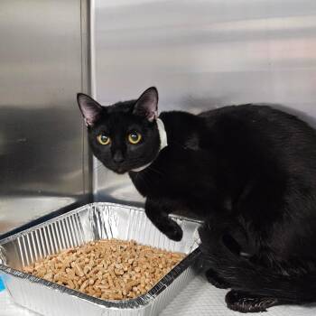 Domestic Short Hair Cats Available for Adoption - Severus | PetCurious