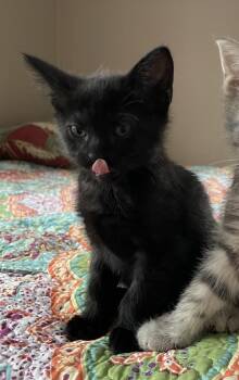 Domestic Short Hair Cats Available for Adoption - Charlie | PetCurious