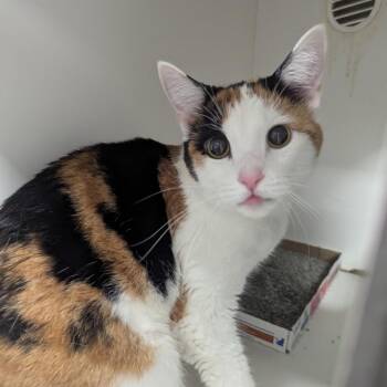 Chicken -  Domestic Short Hair Cat for Adoption in Jeffersonville, Indiana - Chicken | PetCurious