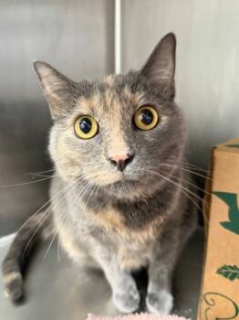 Rescue Domestic Short Hair Cats for Adoption in West Chester, Pennsylvania - Disco | PetCurious