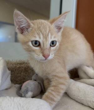 Walrus -  Domestic Short Hair Cat for Adoption in Salinas, California - Walrus | PetCurious
