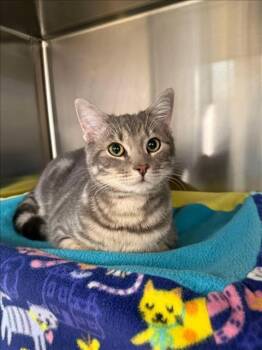 LINT -  Domestic Short Hair Cat for Adoption in Derwood, Maryland - LINT | PetCurious
