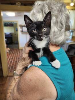 Tux -  Domestic Short Hair Cat for Adoption in East Greenville, Pennsylvania - Tux | PetCurious