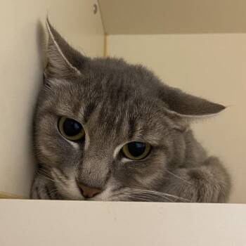 Sylvia -  Domestic Short Hair Cat for Adoption in Dayton, Ohio - Sylvia | PetCurious
