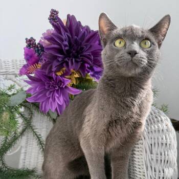 Kindle Fire 56353 -  Russian Blue and Domestic Short Hair Cat for Adoption in Eaton Rapids, Michigan - Kindle Fire 56353 | PetCurious