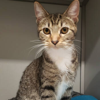 Rescue Domestic Short Hair Cats for Adoption in St. Cloud, Minnesota - Shania | PetCurious