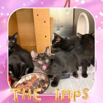 Bebe -  Domestic Short Hair Cat for Adoption in Wheeling, Illinois - Bebe | PetCurious