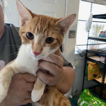 Rescue Domestic Short Hair Cats for Adoption in Eufaula, Alabama - John | PetCurious