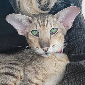 Rescue Oriental Short Hair Cats for Adoption in Santa Fe, New Mexico - Church | PetCurious