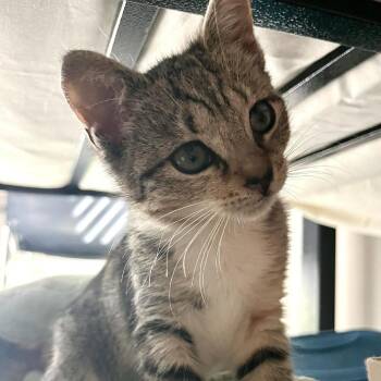 Domestic Short Hair Cats Available for Adoption - Caterpillar | PetCurious