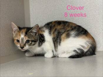 Domestic Short Hair Cats Available for Adoption in Fayetteville, West Virginia - Clover | PetCurious