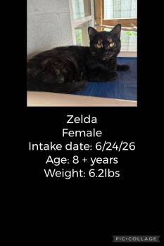 Zelda -  Domestic Short Hair Cat for Adoption in Staffordsville, Kentucky - Zelda | PetCurious
