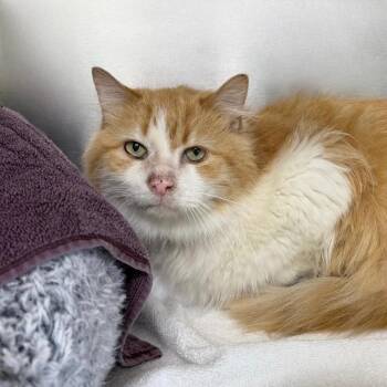 Domestic Long Hair Cats Available for Adoption in State College, Pennsylvania - Special Sauce | PetCurious