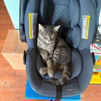 Gary -  Domestic Short Hair Cat for Adoption in Melbourne, Kentucky - Gary | PetCurious
