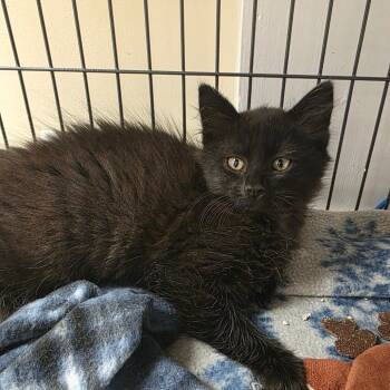 Rescue Domestic Medium Hair Cats for Adoption in Newport News, Virginia - Raven | PetCurious