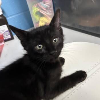 Benny -  Domestic Short Hair Cat for Adoption in Newport, North Carolina - Benny | PetCurious