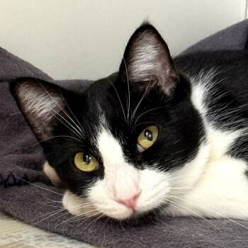 Rescue Domestic Short Hair Cats for Adoption in Los Angeles, California - Jacob | PetCurious