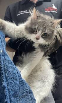 ARES -  Domestic Long Hair and Domestic Short Hair Cat for Adoption in Redlands, California - ARES | PetCurious