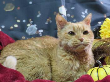 Rescue Tabby and Domestic Short Hair Cats for Adoption in Greensburg, Pennsylvania - Maggie | PetCurious