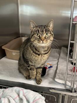 Rescue Domestic Short Hair Cats for Adoption in Jamestown, North Dakota - Tansy | PetCurious