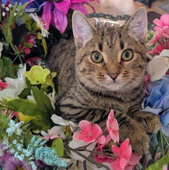 Rescue Domestic Short Hair Cats for Adoption in Hoyleton, Illinois - Bambi | PetCurious