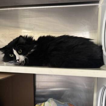 Juniper -- Bonded Buddy With Juliette -  Domestic Medium Hair Cat for Adoption in Des Moines, Iowa - Juniper -- Bonded Buddy With Juliette | PetCurious