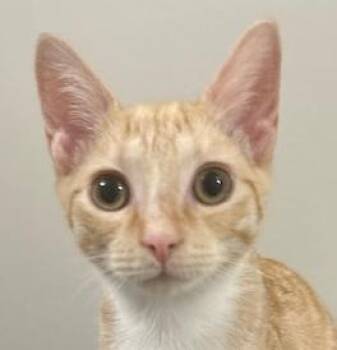Rescue Domestic Short Hair Cats for Adoption in Smithfield, North Carolina - Roy | PetCurious